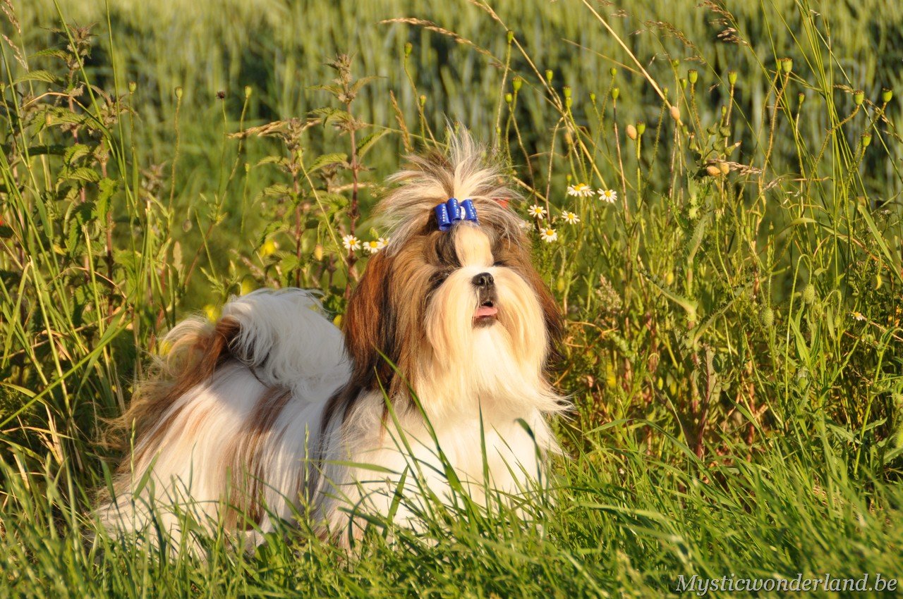 mysticwonderland_shihtzu